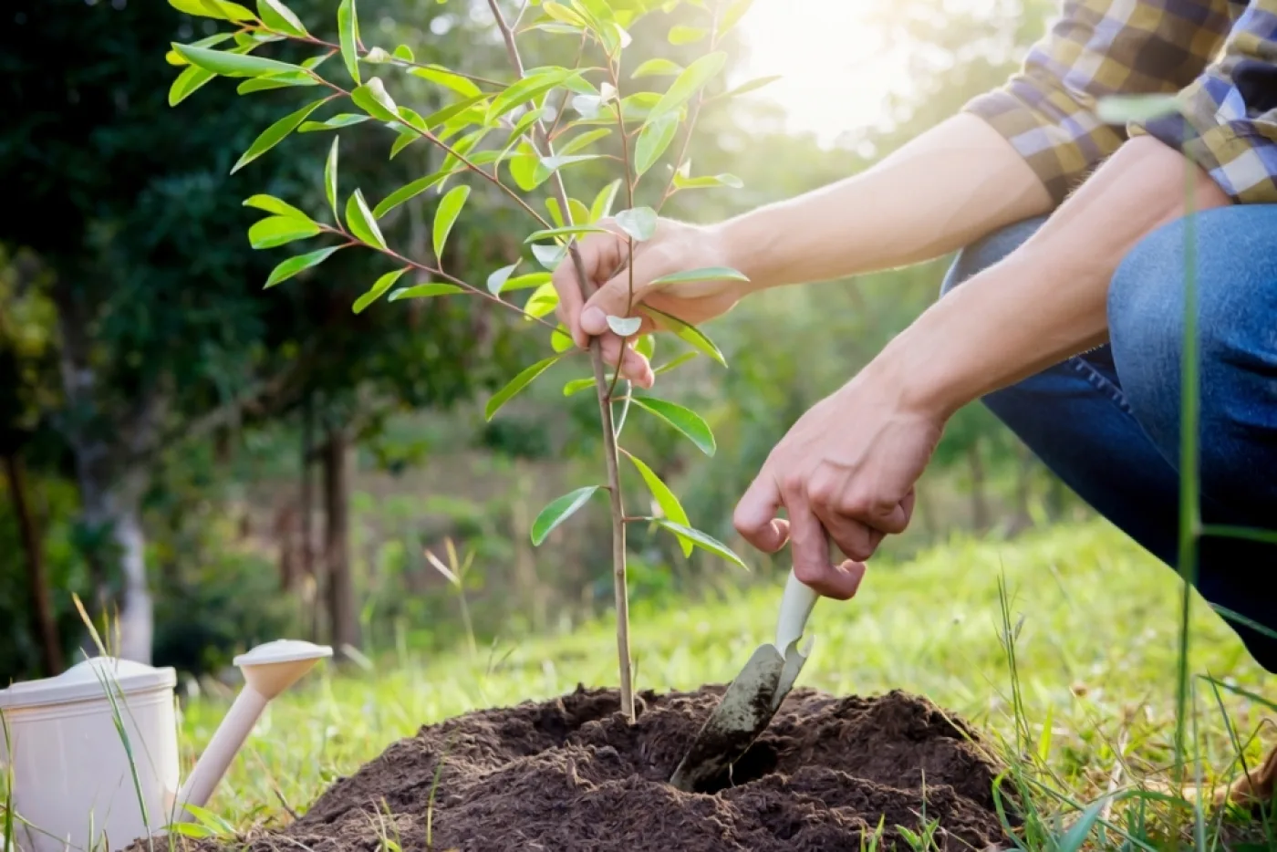 Tree Planting
