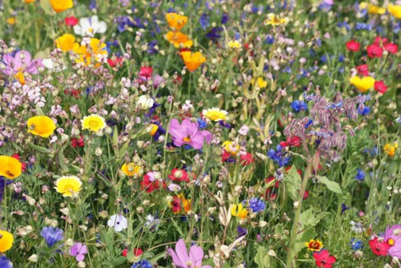 Wildflower garden planted at Winsford