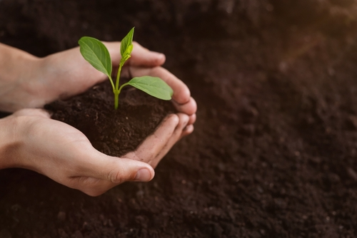 Man holding plant eco green project