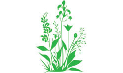 wildflower garden